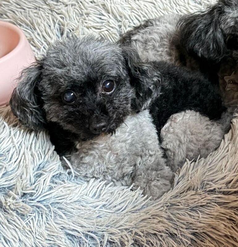 Loving 11-Year-Old Parti Toy Poodle Seeking Quiet Solo Home - Image 3 of 3