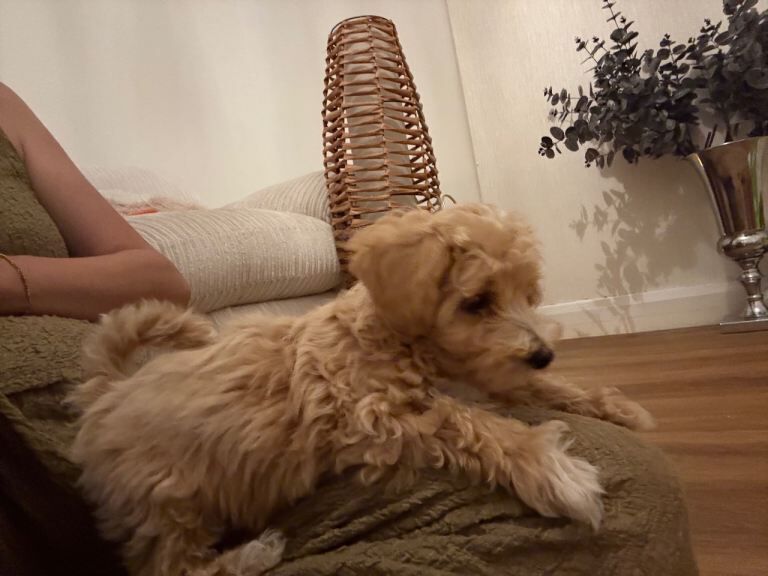 Poodle Puppies For Sale