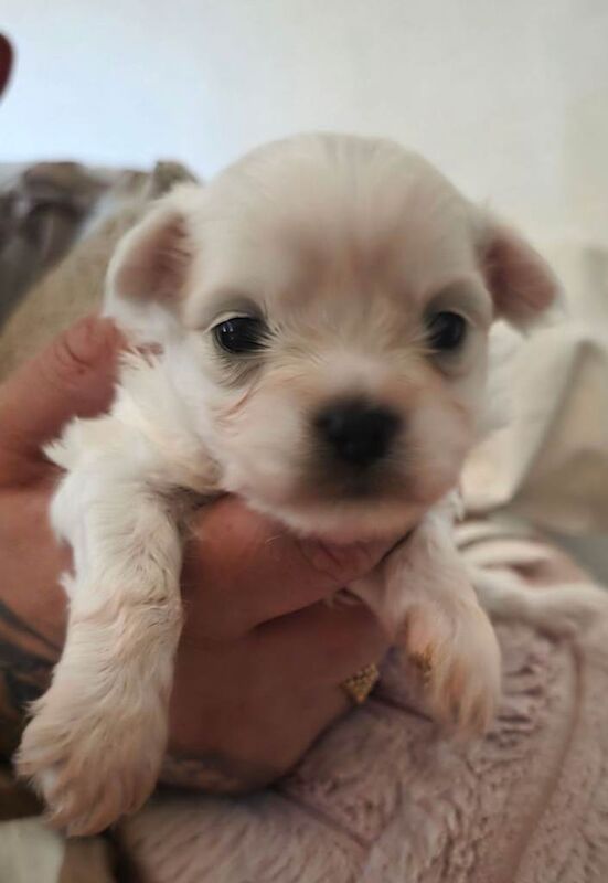 Poodle Puppies For Sale Under £1,000