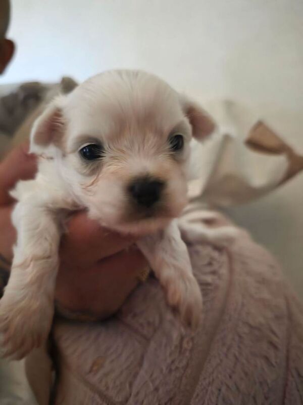 Malchipoo Puppies 3 Females - Image 2 of 5