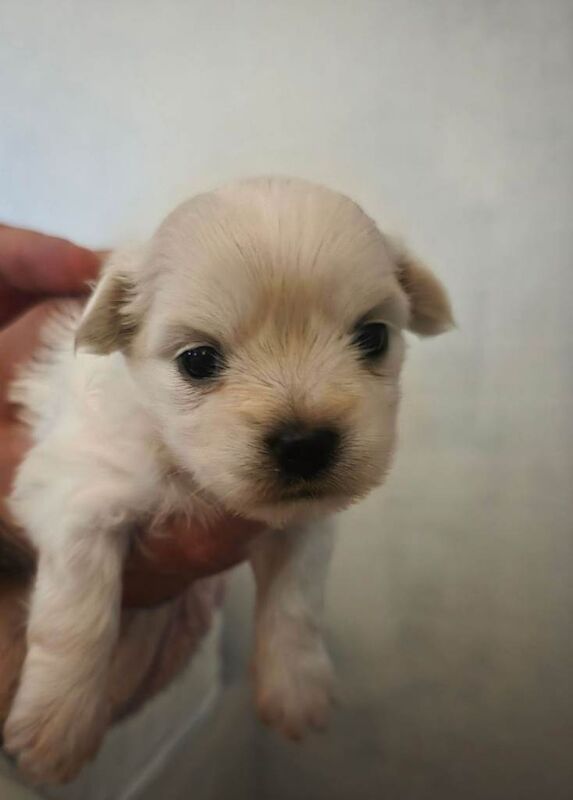 Malchipoo Puppies 3 Females - Image 3 of 5