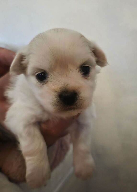 Malchipoo Puppies 3 Females - Image 4 of 5