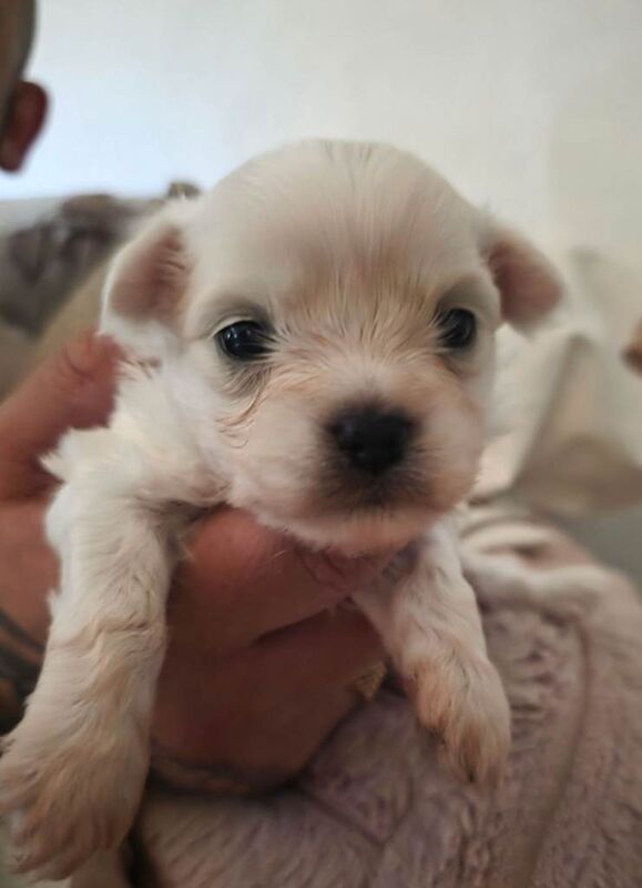 Malchipoo Puppies 3 Females - Image 5 of 5