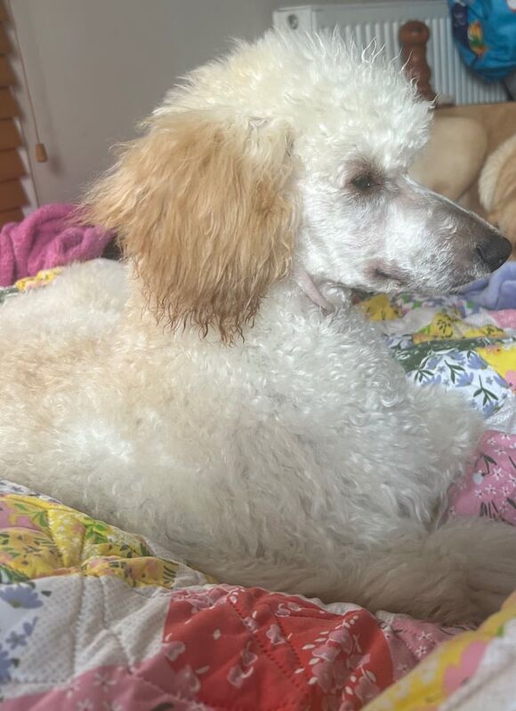 Poodle puppies for sale in St Austell, Cornwall – 7 months old