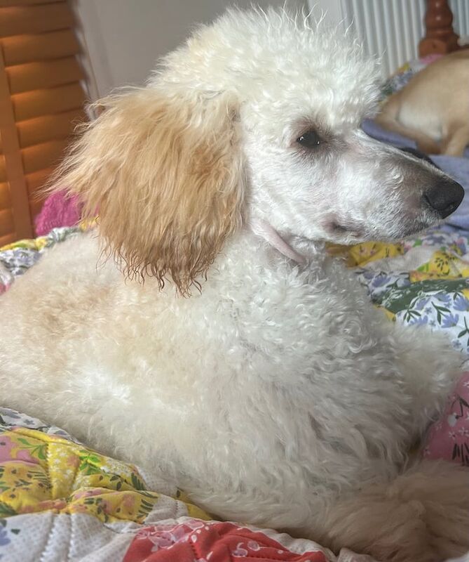 Poodle puppies for sale in St Austell, Cornwall – 7 months old - Image 2 of 2