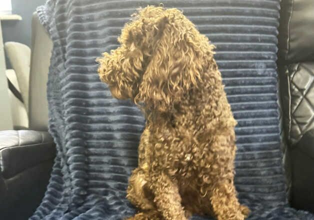 Poodle puppies for sale in Bexley, London – 2 years old - Image 2 of 3
