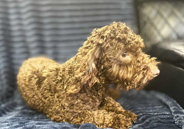 Poodle puppies for sale in Bexley, London – 2 years old - Image 3 of 3