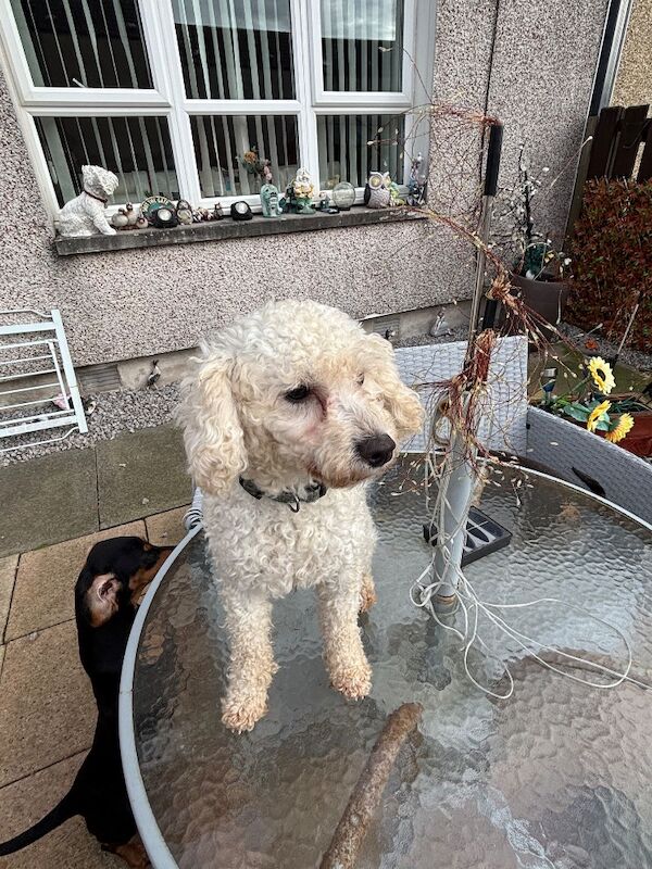 Male poodke