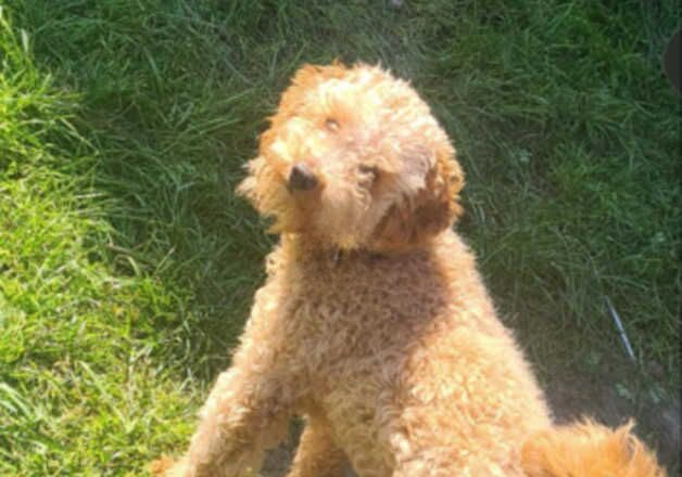 Poodle puppies for sale in Worksop, Nottinghamshire – 9 months old - Image 1 of 2