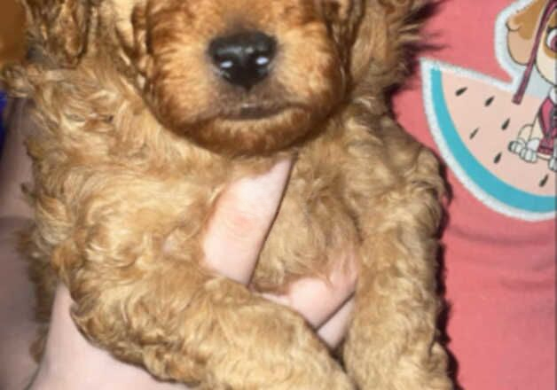 Poodle puppies for sale in Worksop, Nottinghamshire – 9 months old - Image 2 of 2
