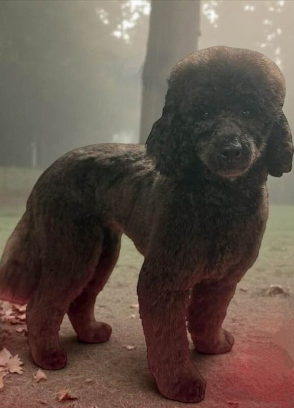 Poodle puppies for sale in Merthyr Tydfil / Merthyr Tudful, Mid Glamorgan – KC registered, 1 year old