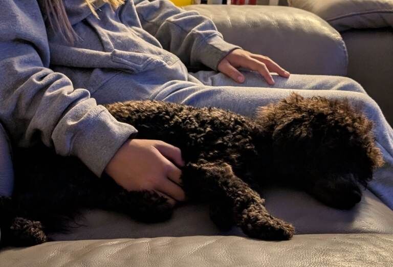 Poodle puppies for sale in Merthyr Tydfil, Rhondda Cynon Taf – KC registered, 1 year old - Image 2 of 2