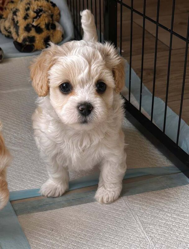 Poodle Puppies For Sale