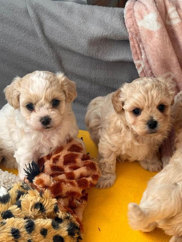 Malteepoo puppy's - Image 2 of 4