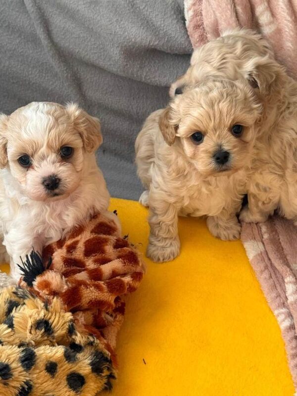 Malteepoo puppy's - Image 3 of 4