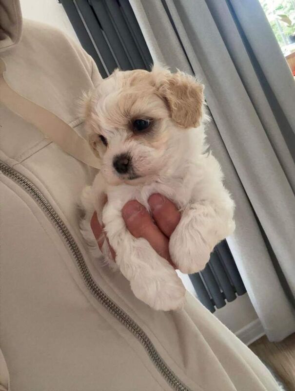 Malteepoo puppy's - Image 4 of 4