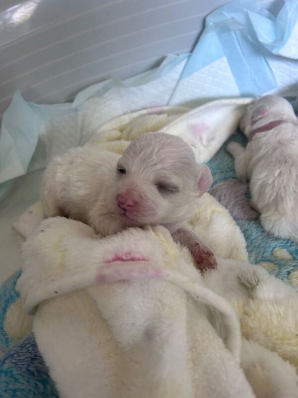 Maltese cross Bichon - Image 4 of 5