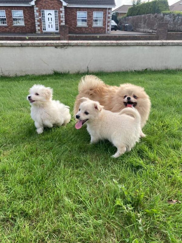 Poodle Puppies For Sale Under £1,000