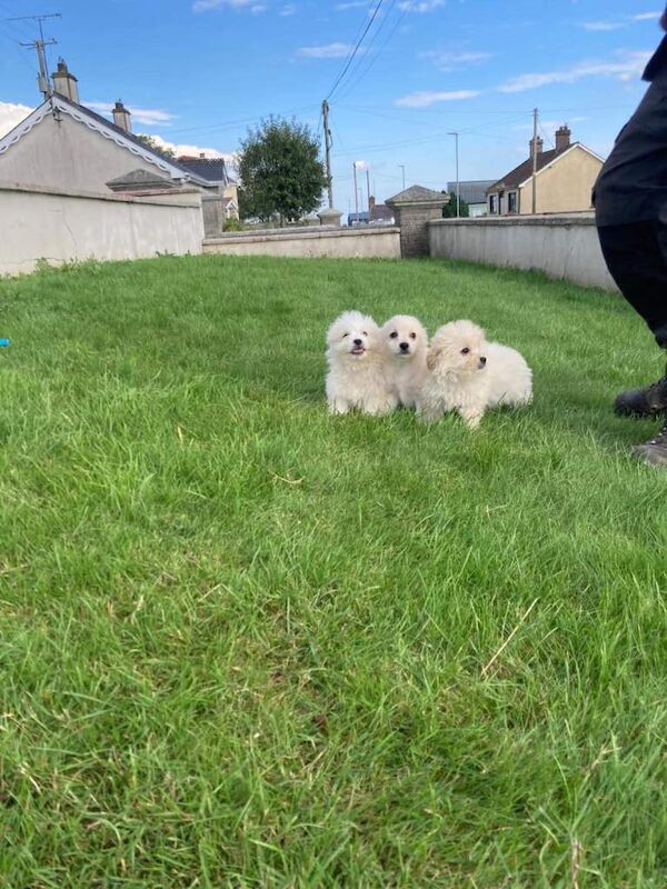 maltipom puppies - Image 2 of 4