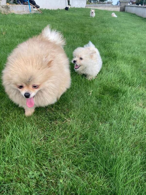 maltipom puppies - Image 4 of 4