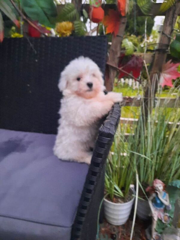 Maltipoo 2 males