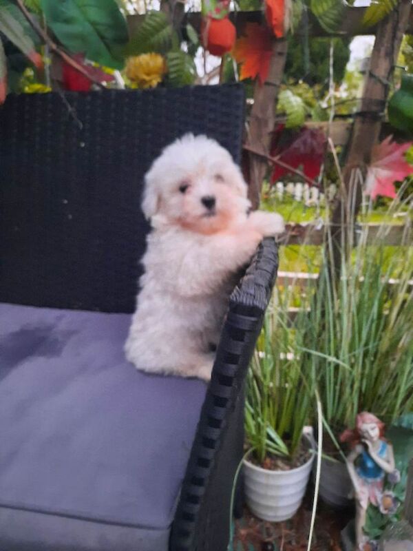 Maltipoo 2 males - Image 2 of 3