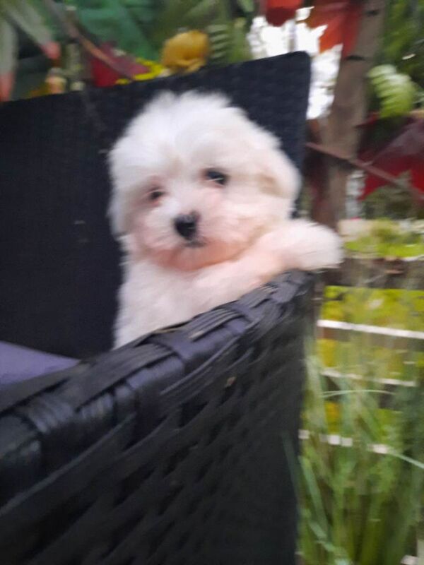 Maltipoo 2 males - Image 3 of 3