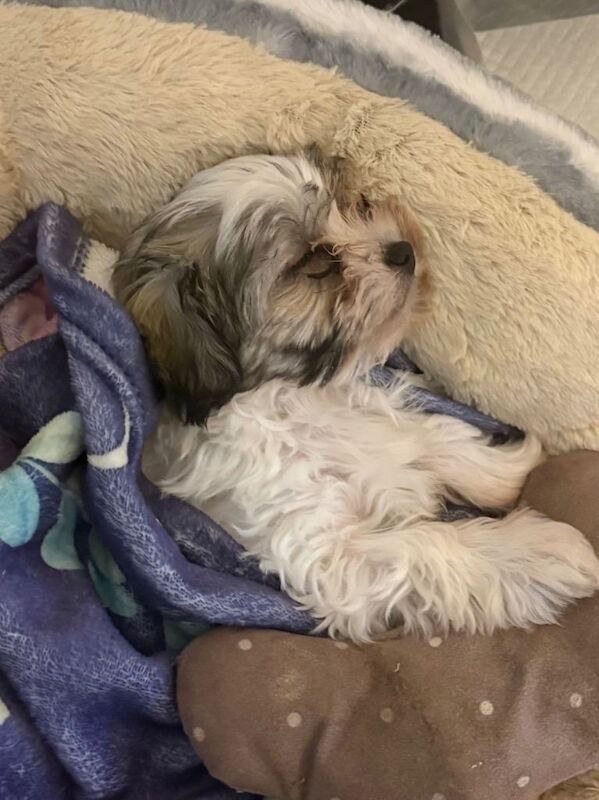 Poodle Puppies For Sale Under £1,000