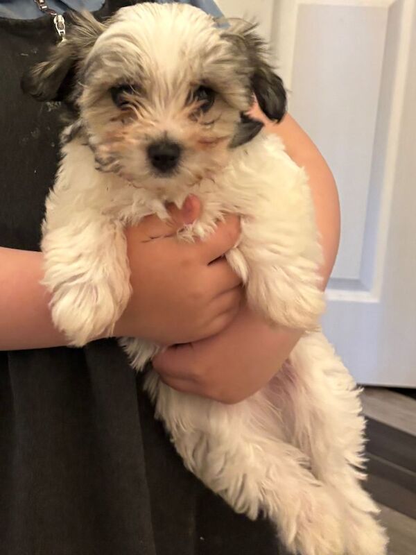 Maltipoo - Image 2 of 3