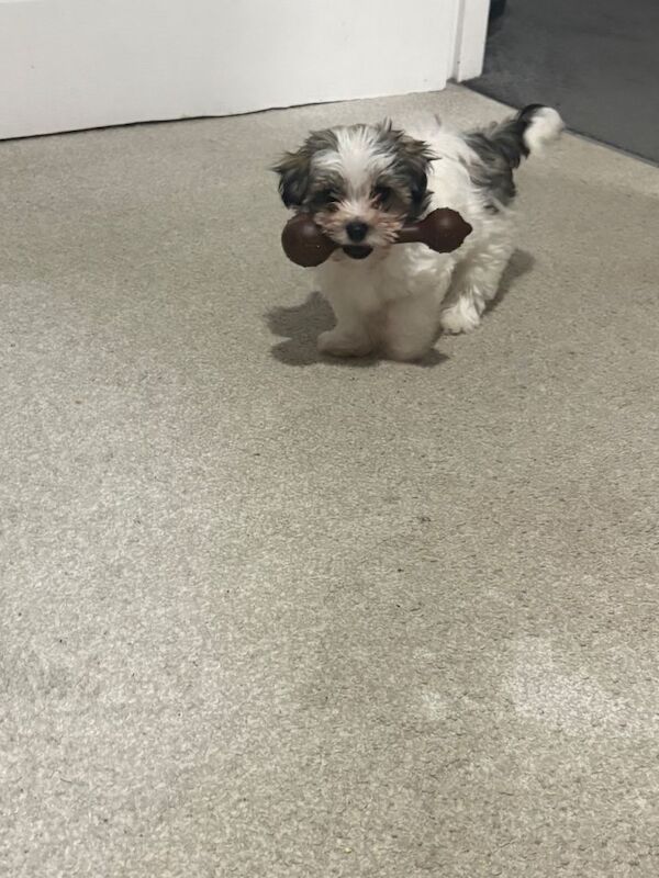 Maltipoo - Image 3 of 3