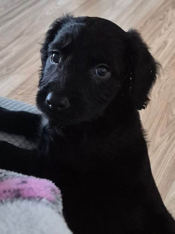 maltipoo