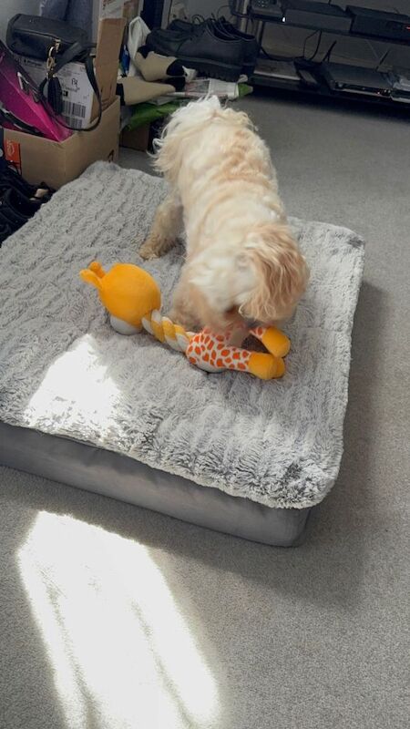 Maltipoo - Image 2 of 2
