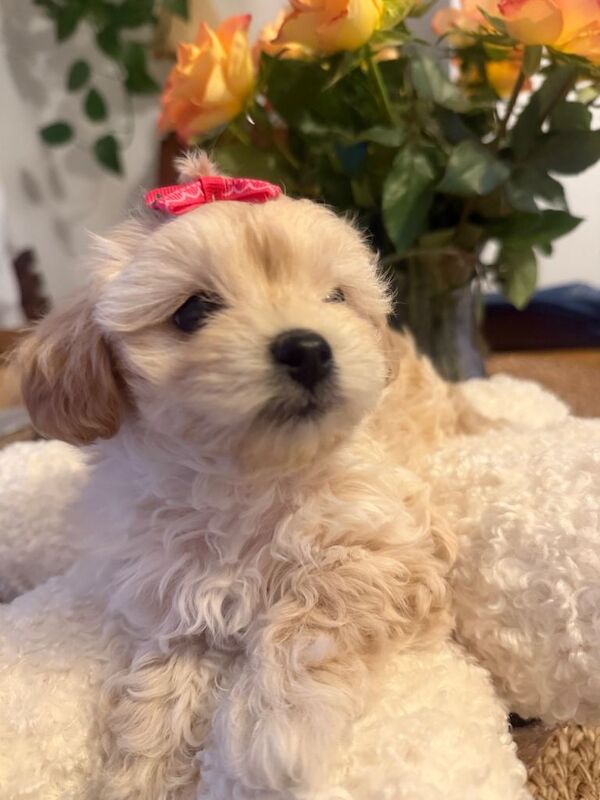 Maltipoo - Image 2 of 6