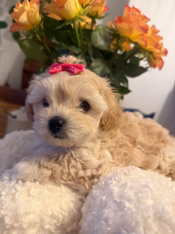 Maltipoo - Image 3 of 6