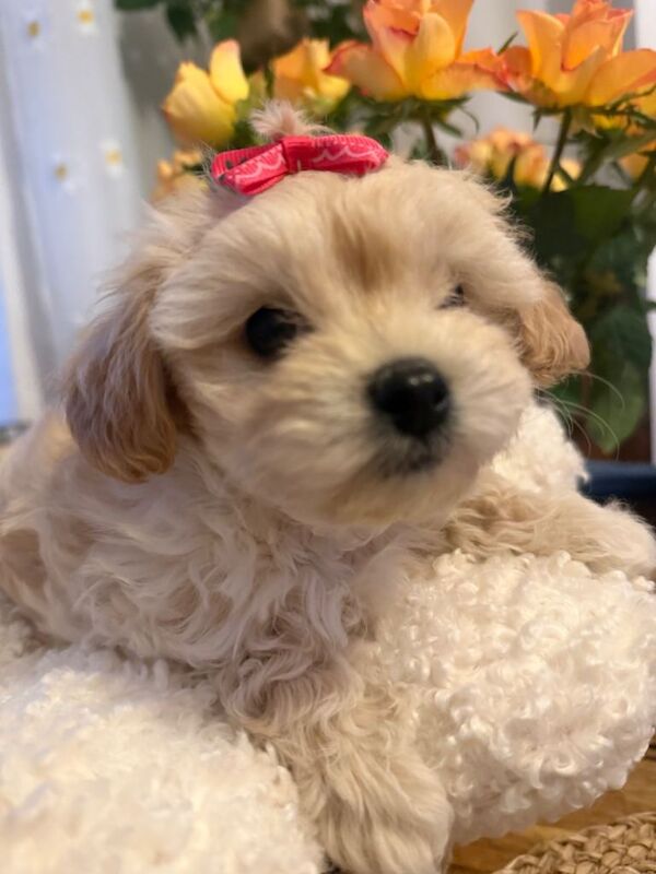 Maltipoo - Image 4 of 6