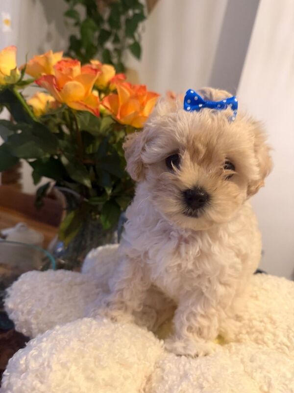 Maltipoo - Image 5 of 6