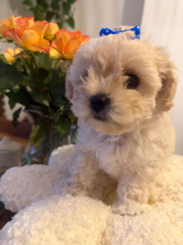Maltipoo - Image 6 of 6
