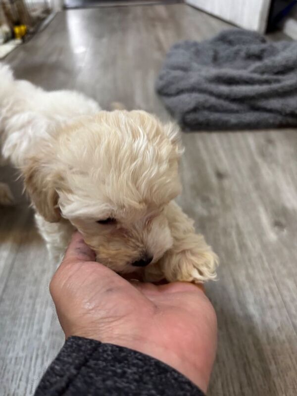 Maltipoo 8 weeks - Image 2 of 4