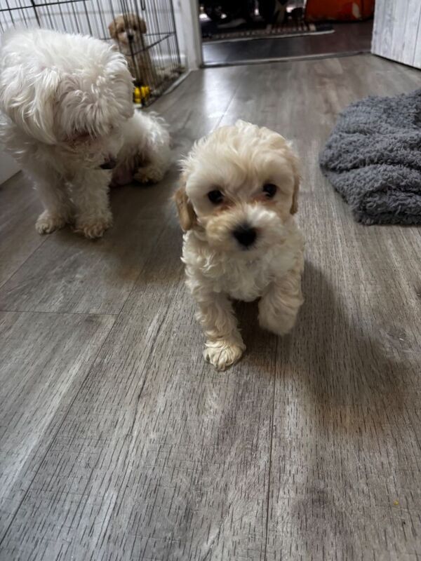 Maltipoo 8 weeks - Image 3 of 4