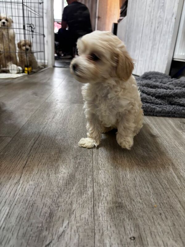 Maltipoo 8 weeks - Image 4 of 4