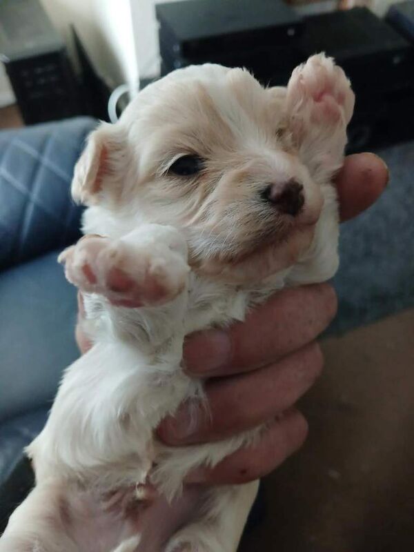 Maltipoo 8 weeks old ready to leave now - Image 2 of 3