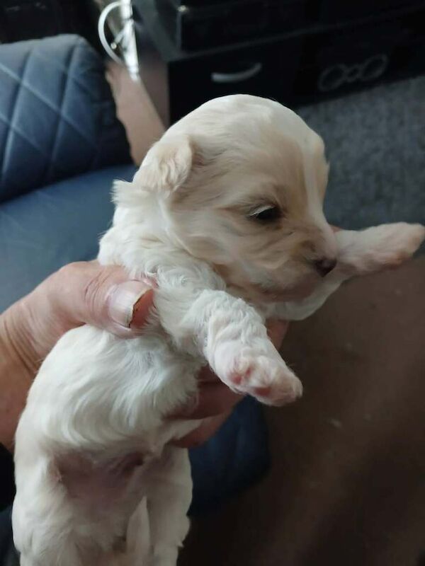 Maltipoo 8 weeks old ready to leave now - Image 3 of 3