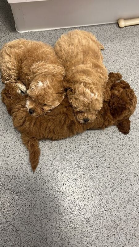 Maltipoo F1b Asian toy puppies - Image 2 of 5
