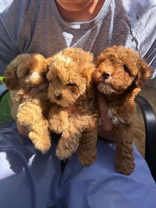 Maltipoo F1b Asian toy puppies - Image 3 of 5