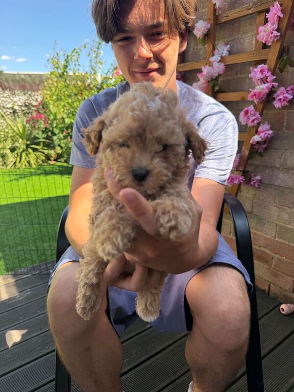 Maltipoo F1b Asian toy puppies - Image 4 of 5
