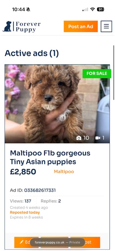 Maltipoo F1b Asian toy puppies - Image 5 of 5