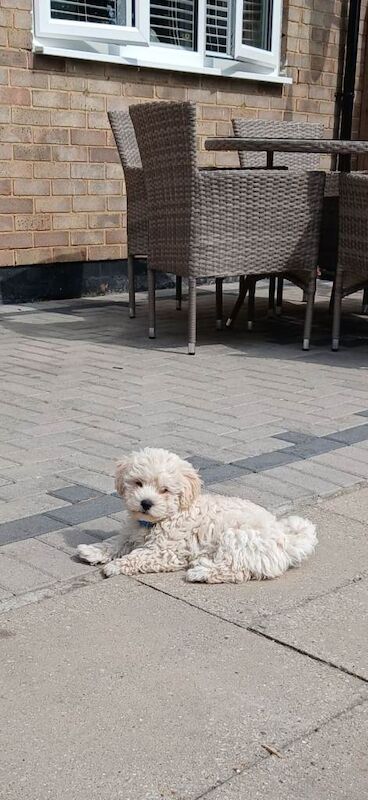 Maltipoo male puppy
