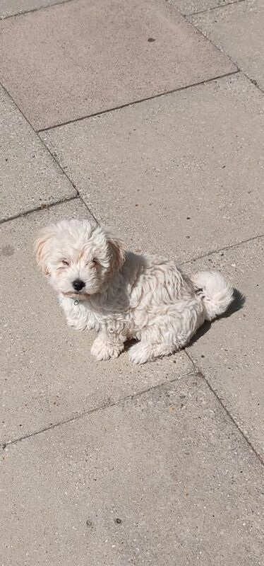 Maltipoo male puppy - Image 2 of 3