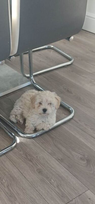Maltipoo male puppy - Image 3 of 3