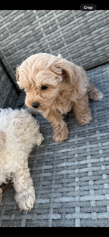 maltipoo puppies - Image 3 of 3
